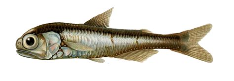 Lanternfish .